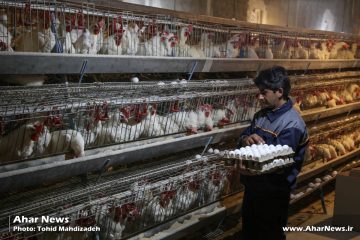 مرغداری تخم‌گذار با ظرفیت ۳۰ هزار قطعه در روستای کردلقان افتتاح شد