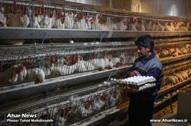 افتتاح مرغداری تخم‌گذار با ظرفیت ۳۰ هزار قطعه در روستای کردلقان