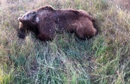 کشته شدن خرس قهوه ای در اهر / علت پنهان کاری اداره محیط زیست اهر چیست؟