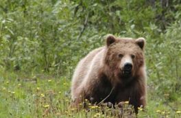 انجام تحقیقات برای شناسایی شکارچی متخلف خرس قهوه ای در اهر