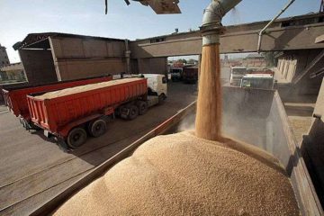۳۲ هزار تن گندم از کشاورزان آذربایجان شرقی خریداری شد / خروج گندم از استان ممنوع است / کاهش ۱۵ درصدی تولید گندم در شهرستان اهر
