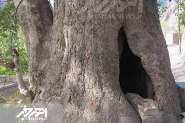 کهنسال ترین درخت ارسباران ثبت ملی شد