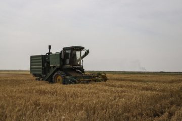 تولید ۸۰۰ هزار تن گندم در آذربایجان‌شرقی