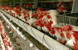 ۵۰ درصد تولید تخم مرغ در آذربایجان‌شرقی مازاد بر نیاز است