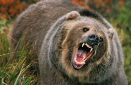 حمله خرس قهوه‌ای به یکی از اهالی ورزقان