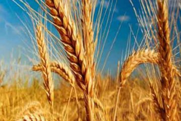 ۲۹۰ هزار تن گندم از کشاورزان آذربایجان‌شرقی خریداری شد