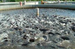 طرح پرورش ماهی قزل آلا تا ۲۰۰۰ تن در حاشیه رودخانه حاجیلار چای ورزقان