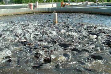 طرح پرورش ماهی قزل آلا تا ۲۰۰۰ تن در حاشیه رودخانه حاجیلار چای ورزقان