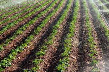 تحقق ۹۱ درصدی کشت گندم پاییزه در آذربایجان شرقی