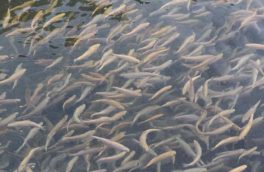 رهاسازی ۲۵۰ هزار قطعه بچه ماهی در سد خداآفرین