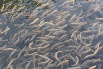 رهاسازی ۲۵۰ هزار قطعه بچه ماهی در سد خداآفرین
