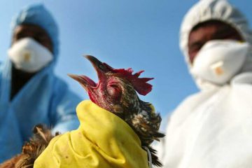 نتایج آزمایش آنفلوآنزای پرندگان در آذربایجان ‌شرقی منفی است