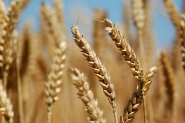 اجرای طرح یاوران تولید با محوریت گندم دیم در آذربایجان‌ شرقی