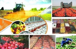 صادرات ۱۳۶ میلیون دلاری کالاهای کشاورزی از آذربایجان شرقی طی ۸ ماه نخست سالجاری