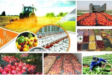 صادرات ۱۳۶ میلیون دلاری کالاهای کشاورزی از آذربایجان شرقی طی ۸ ماه نخست سالجاری