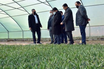 آذربایجان‌ شرقی در توسعه گلخانه ‌ها رتبه نخست کشوری را داراست