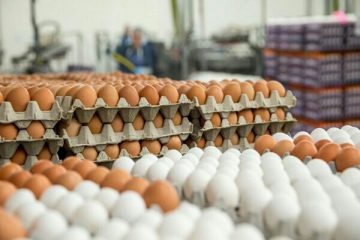 تنظیم بازار تخم مرغ در آذربایجان شرقی بر مبنای قیمت مصوب کشوری است
