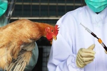 شناسایی اولین مورد مثبت از بیماری آنفلوانزای فوق حاد پرندگان در آذربایجانشرقی
