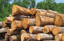 کشف و ضبط ۲۴ تن قطعات چوب درختان جنگلی در کلیبر