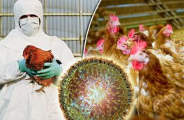 هیج گزارشی مبنی بر وجود آنفلوانزای پرندگان در آذربایجان شرقی اعلام نشده است