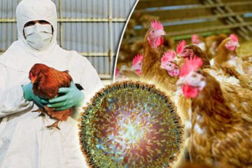هیج گزارشی مبنی بر وجود آنفلوانزای پرندگان در آذربایجان شرقی اعلام نشده است