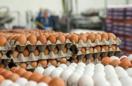 مازاد بر مصرف ۳۸ درصد تخم ‌مرغ تولیدی آذربایجان‌ شرقی