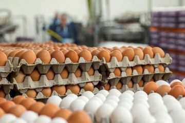 مازاد بر مصرف ۳۸ درصد تخم ‌مرغ تولیدی آذربایجان‌ شرقی