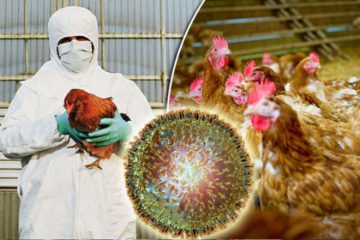 هشدار شیوع آنفلوآنزای فوق حاد پرندگان