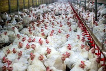 موافقت اولیه تولید ۱۲.۳ میلیون قطعه مرغ گوشتی در آذربایجان ‌شرقی
