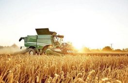 امسال ۱۳ هزار تن گندم در خداآفرین تولید می‌شود