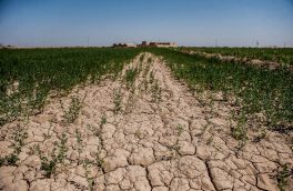 افزایش ۳ برابری خسارت بخش کشاورزی آذربایجان شرقی در شرایط خشکسالی