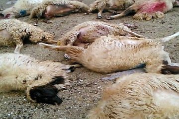 حمله گرگ گرسنه به آغل گوسفندان در اهر