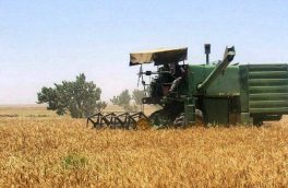 امسال ۴۷۵ هزار تن گندم آذربایجان‌ شرقی برداشت می‌شود