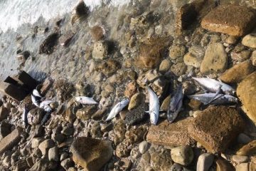 هزاران قطعه ماهی در سد آرباطان هریس تلف شدند