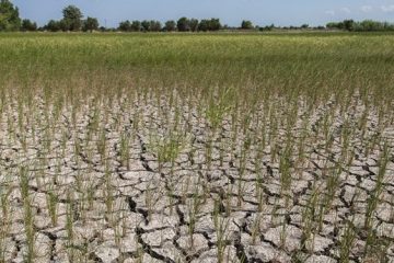 استمهال وام های کشاورزی به دلیل خشکسالی / پرداخت تسهیلات ۴ درصد به کشاورزان