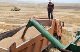 خرید تضمینی بیش از ۸۴ هزار تن گندم در آذربایجان‌ شرقی