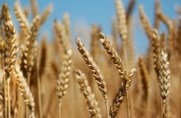 بیش از ۱۰۶ هزار تن گندم در آذربایجان ‌شرقی خرید تضمینی شد
