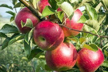 اهر قطب تولید سیب قره قرمز در کشور