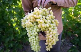 ‌ ‌هزار ‌تن‌ ‌انگور ‌در ‌آذربایجان ‌شرقی‌ ‌برداشت شد