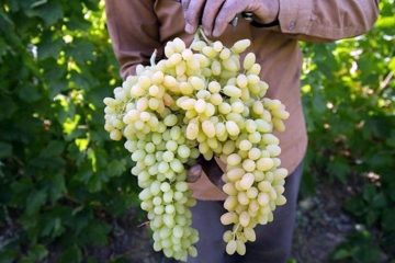 ‌ ‌هزار ‌تن‌ ‌انگور ‌در ‌آذربایجان ‌شرقی‌ ‌برداشت شد