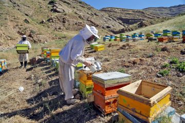 تولید سالانه ۲۱۷۵ تن عسل در خداآفرین