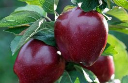 خرید تضمینی سیب درختی درجه ۳ باغداران اهری آغاز شد