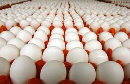 ۱۰ درصد کل تخم مرغ تولیدی کشور در آذربایجان ‌شرقی تولید می‌شود
