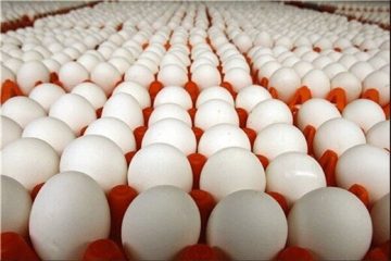 ۱۰ درصد کل تخم مرغ تولیدی کشور در آذربایجان ‌شرقی تولید می‌شود