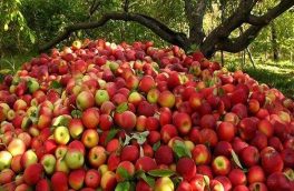 تولید بیش از ۳۰ هزار تن سیب زیر درختی در اهر