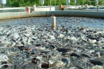 تولید سالانه بیش از ۵۵۷ تن گوشت سفید ماهی در اهر