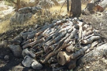 دستگیری متخلفان قطع درختان در شهرستان کلیبر