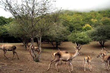 سرشماری حیات وحش در منطقه حفاظت شده ارسباران