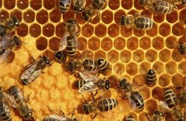 استحصال زهر و ژل رویال زنبورعسل باب تازه‌ای در اقتصاد کشاورزی می‌گشاید