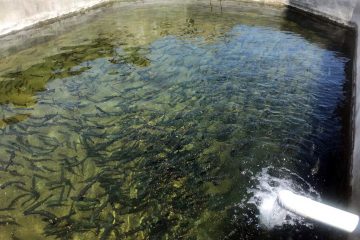 استفاده از آب مغناطیسی در پرورش ماهی آذربایجان‌ شرقی